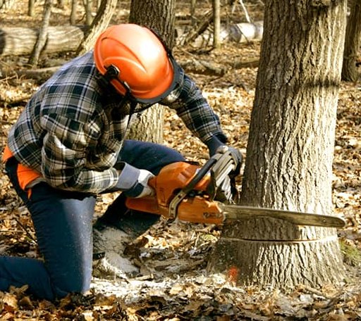 Tree Removal in Haugen, WI